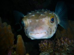puffer fish in egypt (quseir)
night dive DX25 strobe by Dourieu Charles 